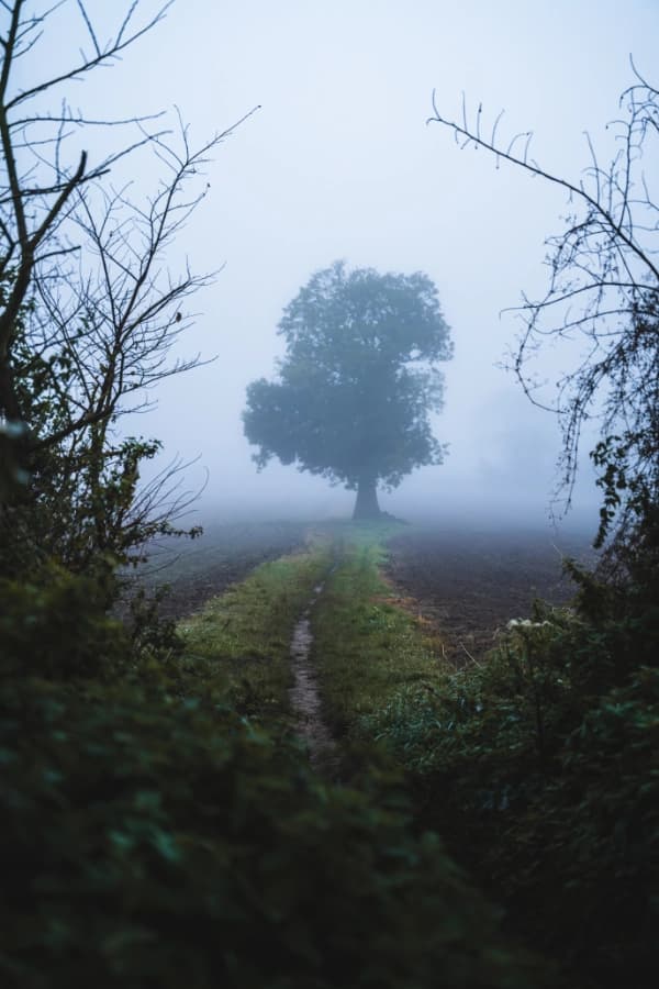 A Tree in Fog