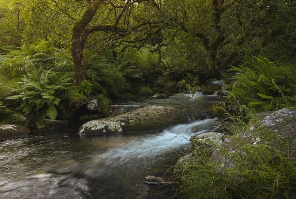 The First Cascade